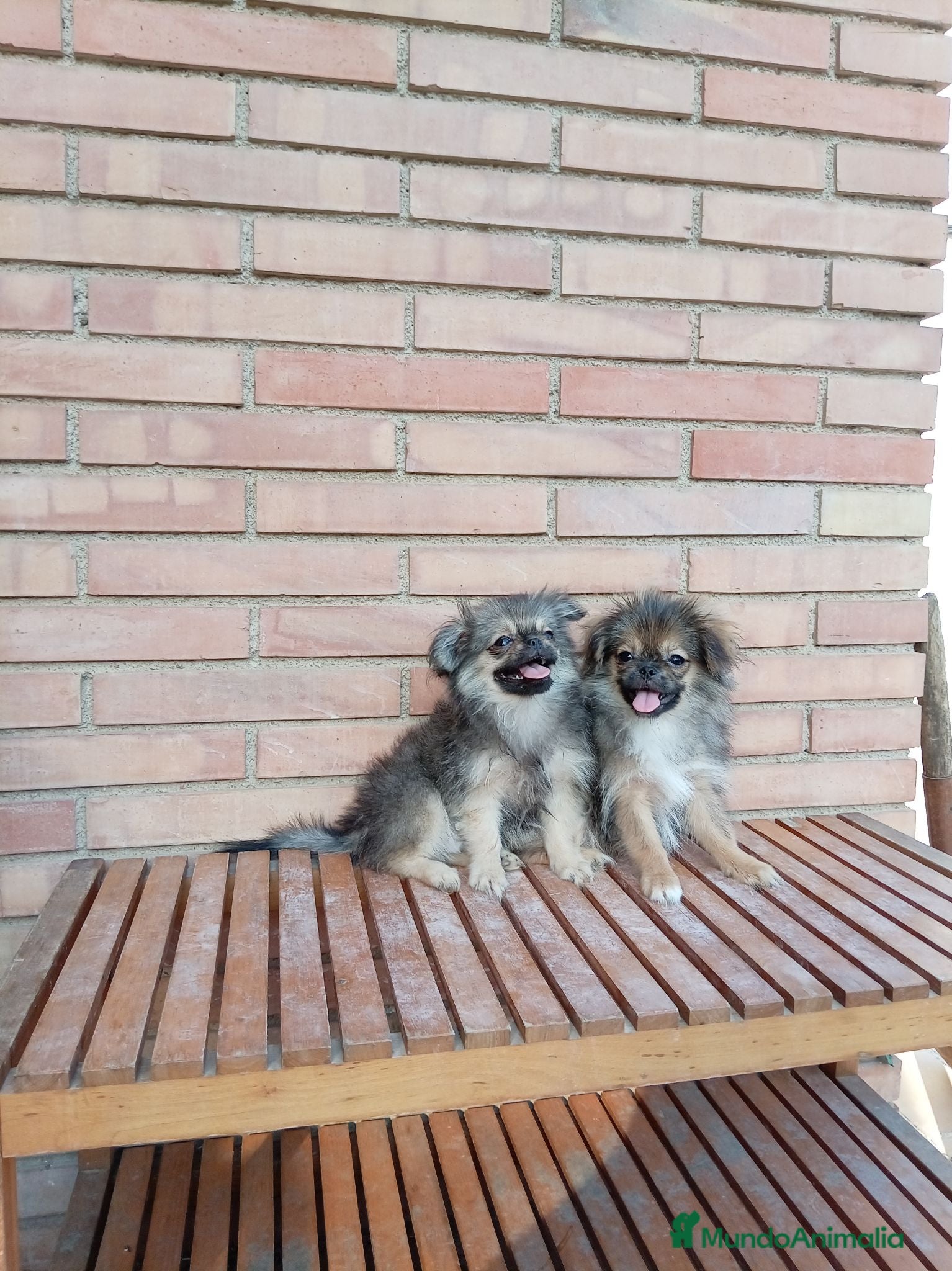 Pekinés perros Pekines - Anuncio 8