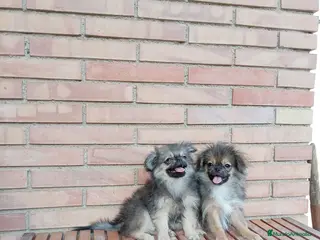Pekinés perros Pekines - Anuncio 8