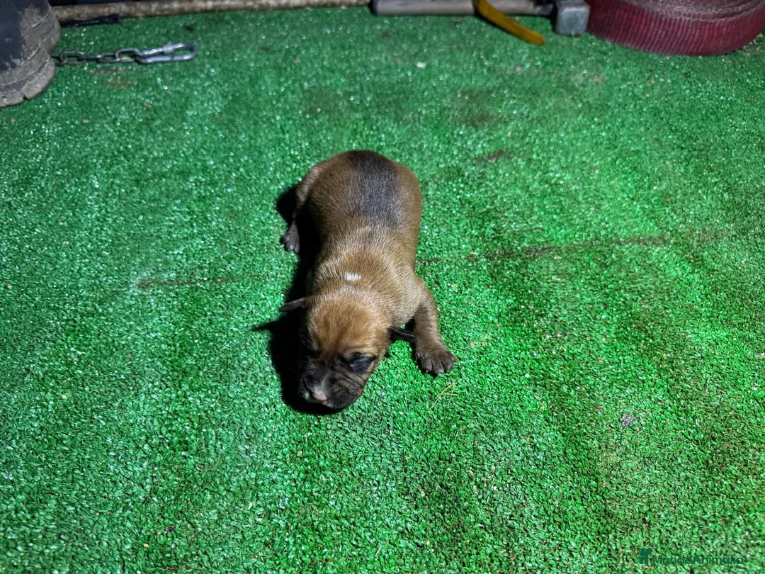 American Staffordshire-Terrier perros en venta: Tres Hembras American Staffordshire terrier  - Anuncio 7