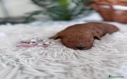 Caniche Toy perros en venta: CANICHE TOY HEMBRA - Anuncio 17