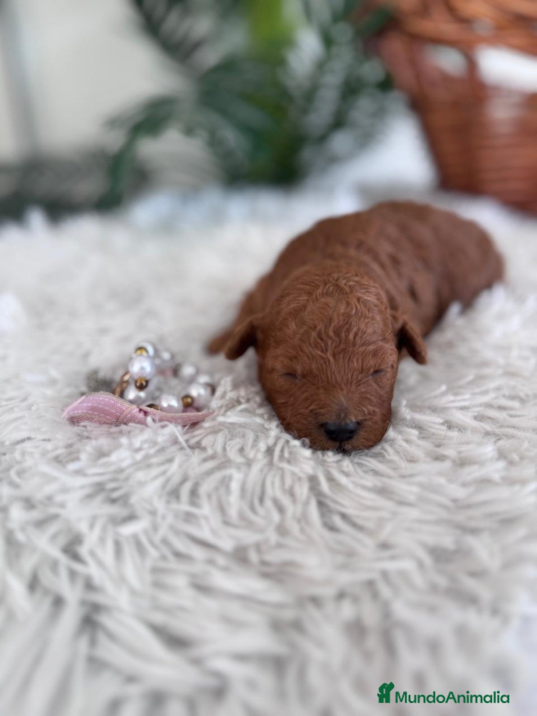 Caniche Toy perros en venta: CANICHE TOY HEMBRA - Anuncio 17