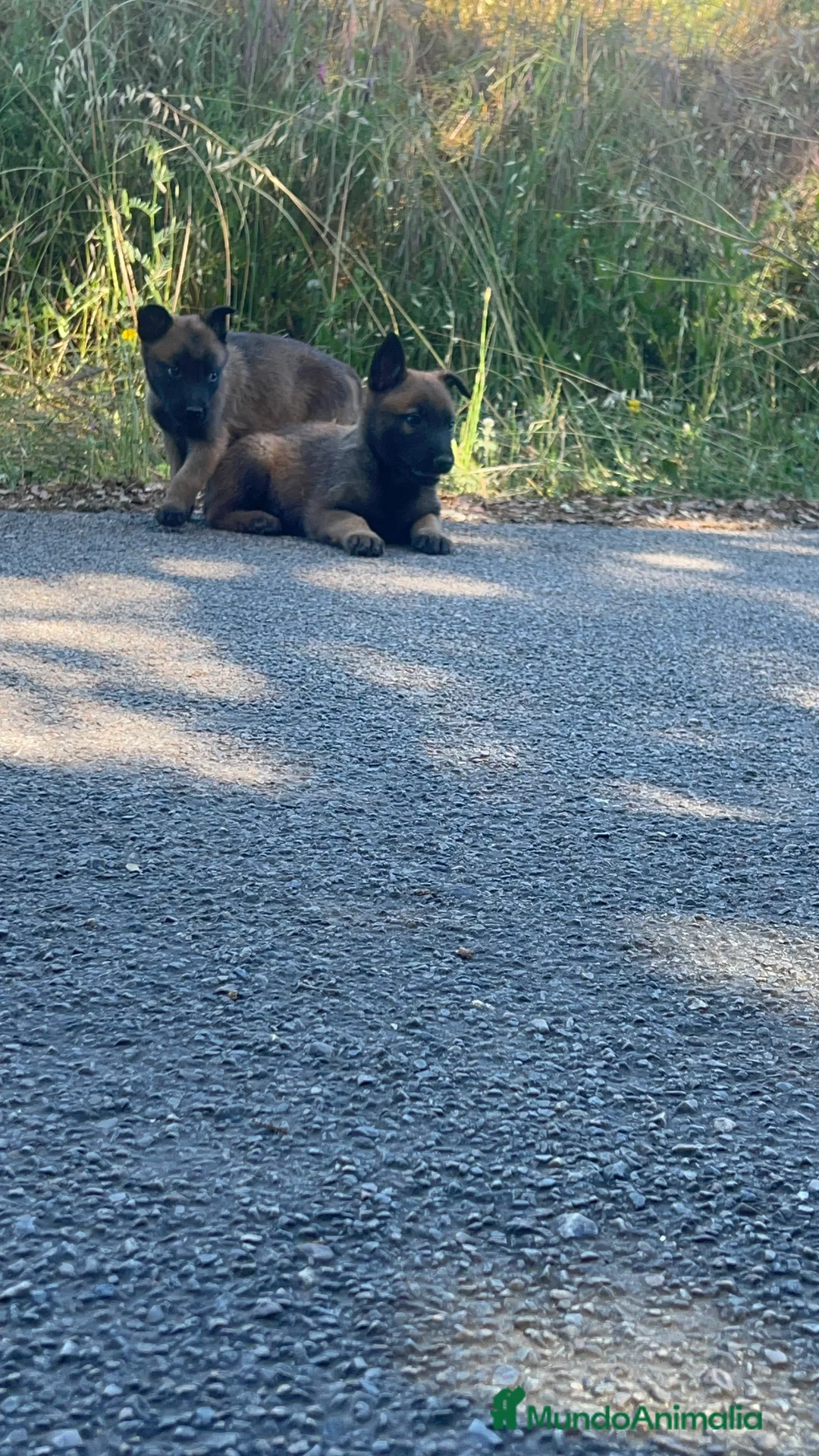 Pastor Belga Malinois perros en venta: Pastor belga malinois  - Anuncio 11