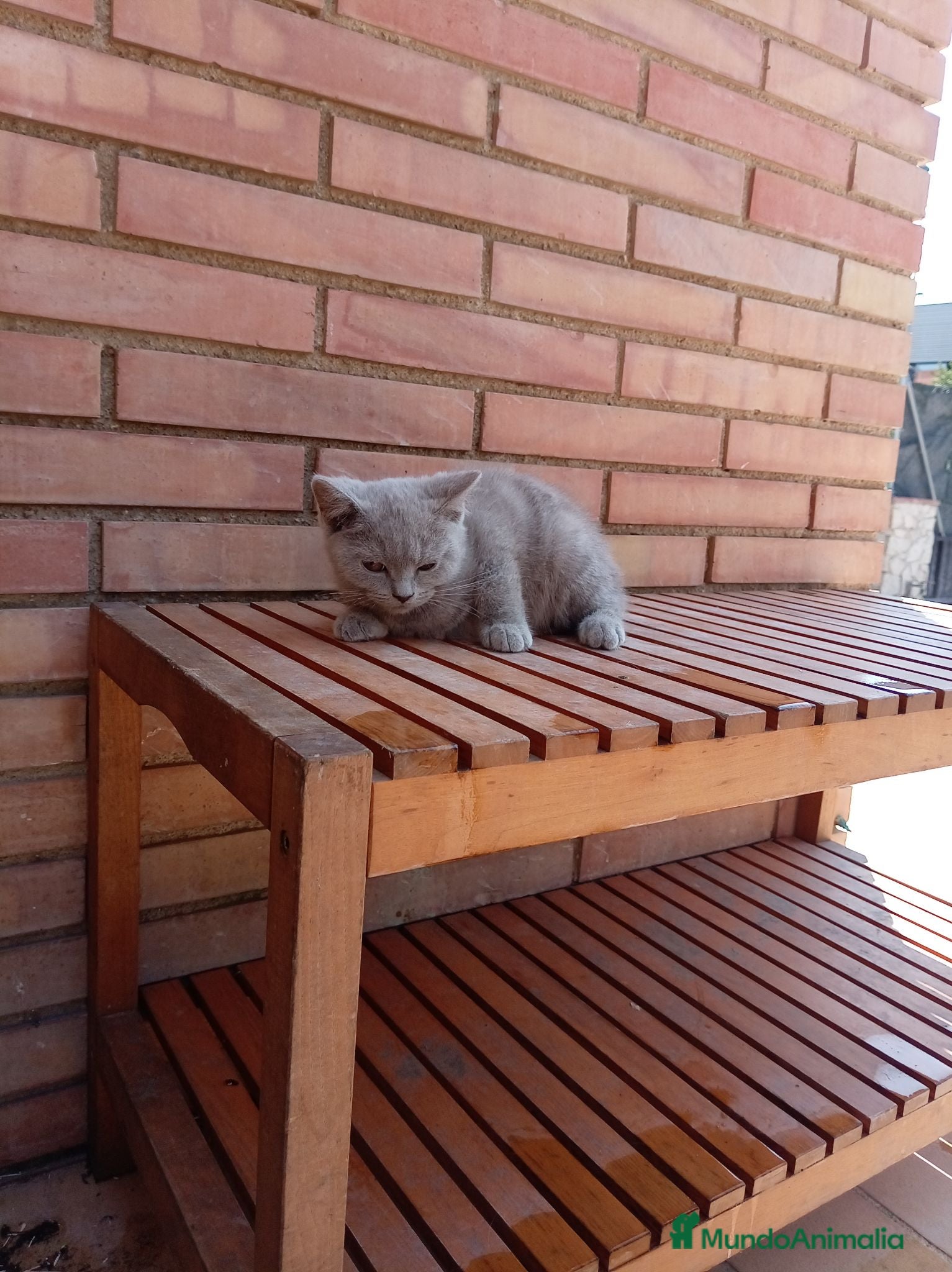 Británico de Pelo Corto Azul gatos Brithis - Anuncio 2