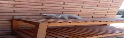 Británico de Pelo Corto Azul gatos en venta: Brithis - Anuncio 2