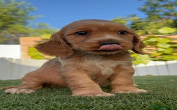 Cocker Spaniel Inglés perros en venta: COCKER SPANIEL INGLES - Imagen 2