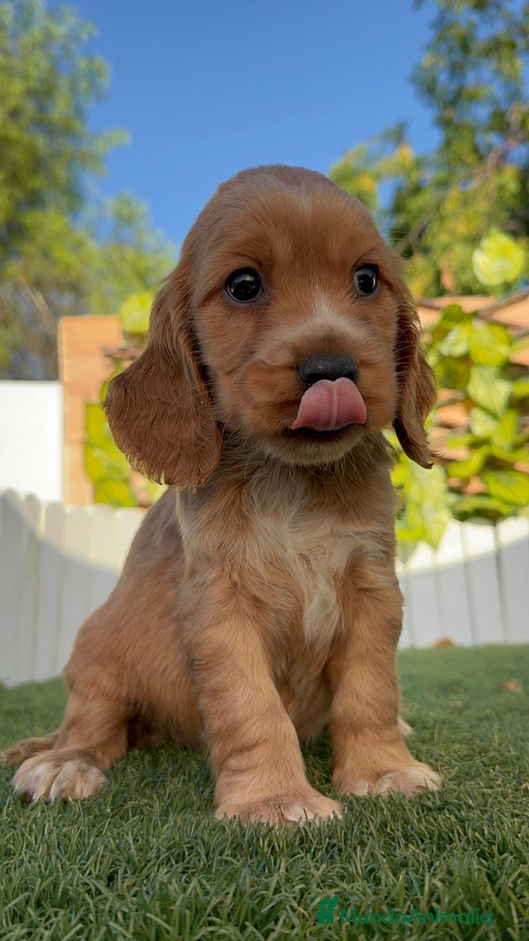 Cocker Spaniel Inglés perros en venta: COCKER SPANIEL INGLES - Imagen 2