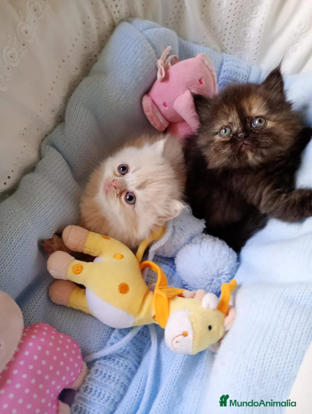 Persa gatos en venta: Gatitos persa himalayos  - Anuncio 2