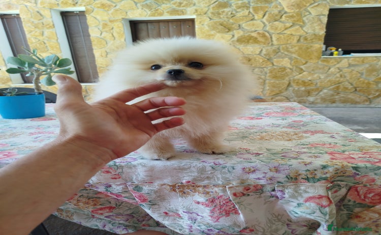 Pomerania perros - Propaganda 2