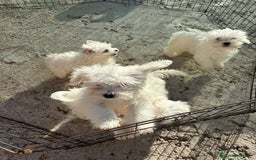 Bichón Maltés perros en venta: Bichón maltés toy  - Imagen 5