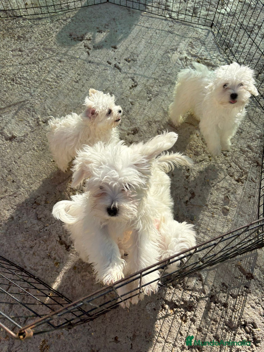 Bichón Maltés perros en venta: Bichón maltés toy  - Imagen 5