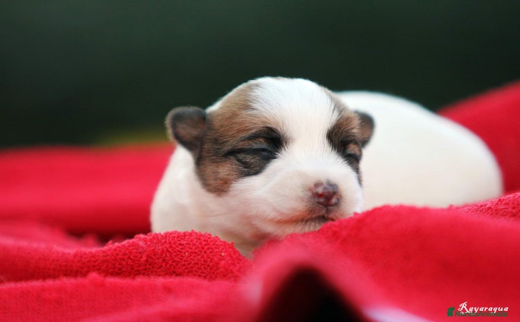Jack Russell Terrier perros - Anuncio 1