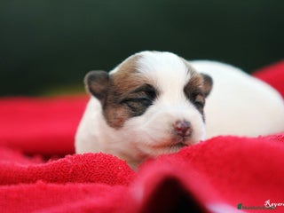 Jack Russell Terrier perros - Anuncio 11