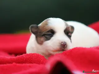 Jack Russell Terrier perros Exclusiva camada de JACK RUSSELL - Anuncio 9