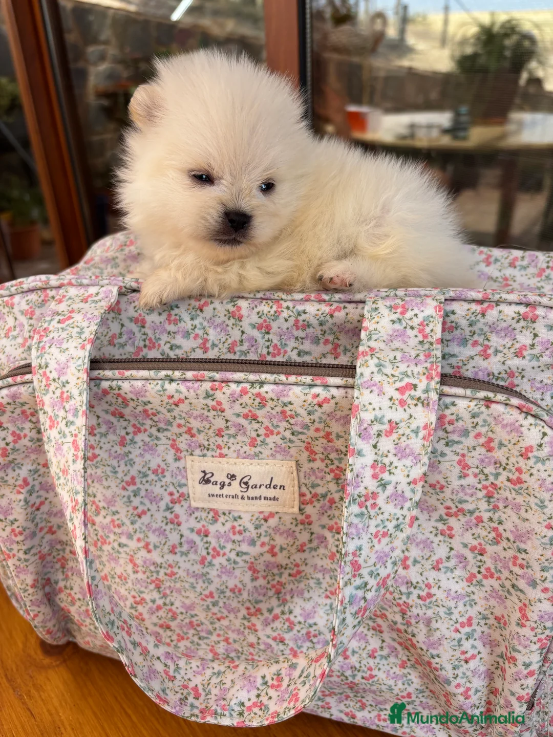 Pomerania perros en venta: Pomeranias muy bonitos !!! - Anuncio 18
