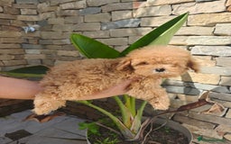 Caniche Toy perros en venta: CANICHE Toy  - Imagen 4