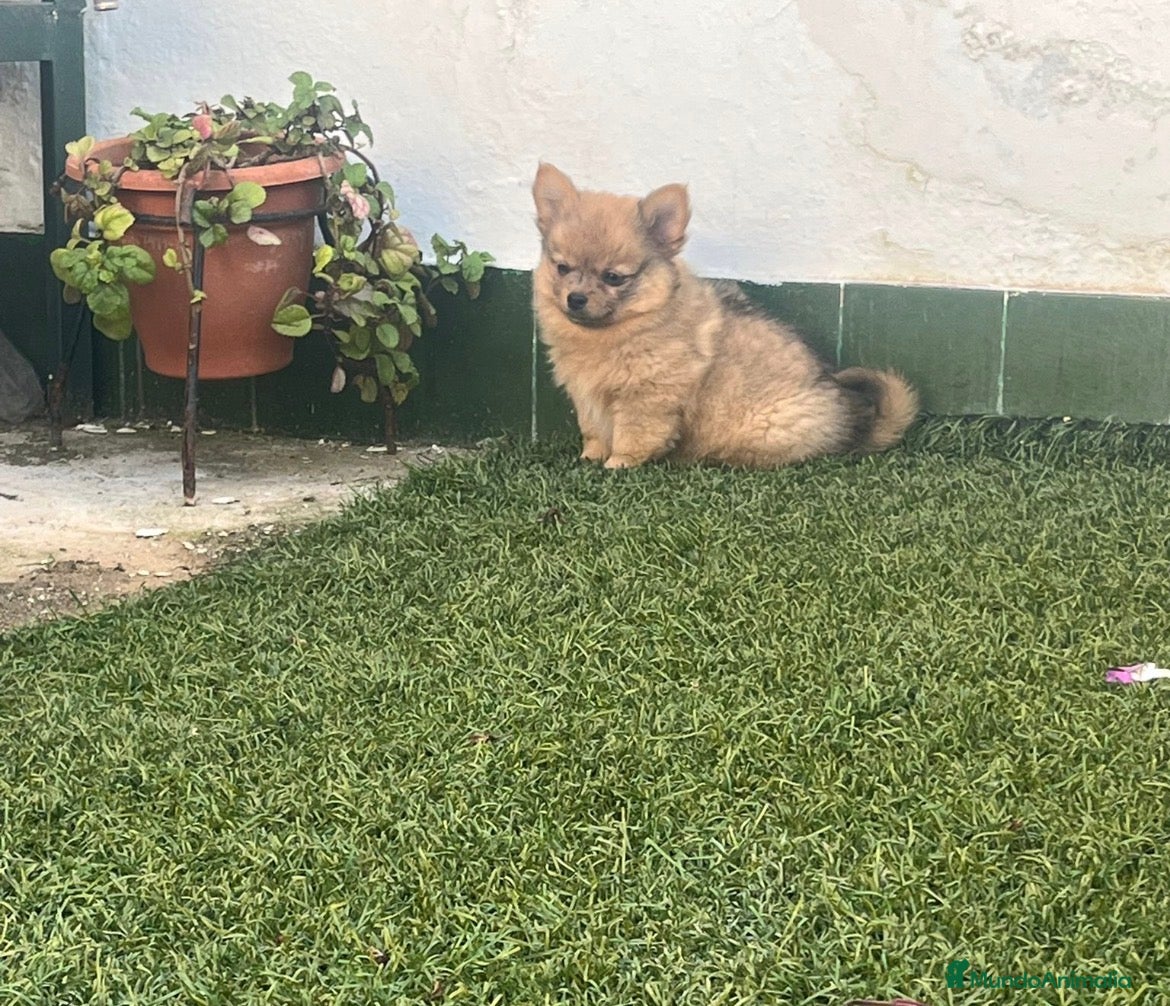 Pomerania perros Pomerania macho merle - Anuncio 32