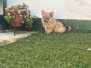 Pomerania perros Pomerania macho merle - Anuncio 1