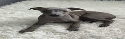 Pequeño Lebrel Italiano perros en venta: Pequeño Lebrel Italiano. Galgo Piccolo - Anuncio 1