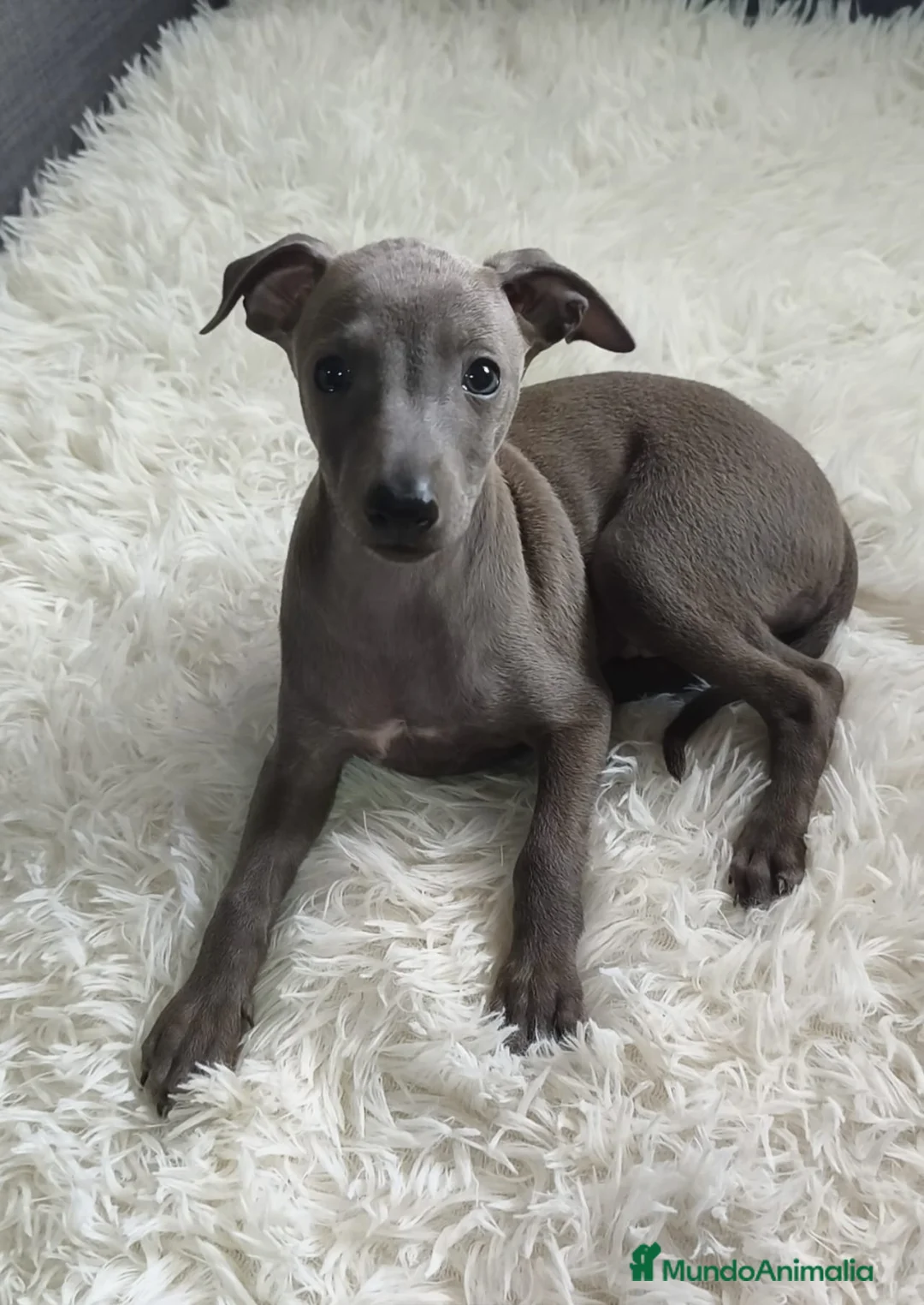 Pequeño Lebrel Italiano perros en venta: Pequeño Lebrel Italiano. Galgo Piccolo - Anuncio 1