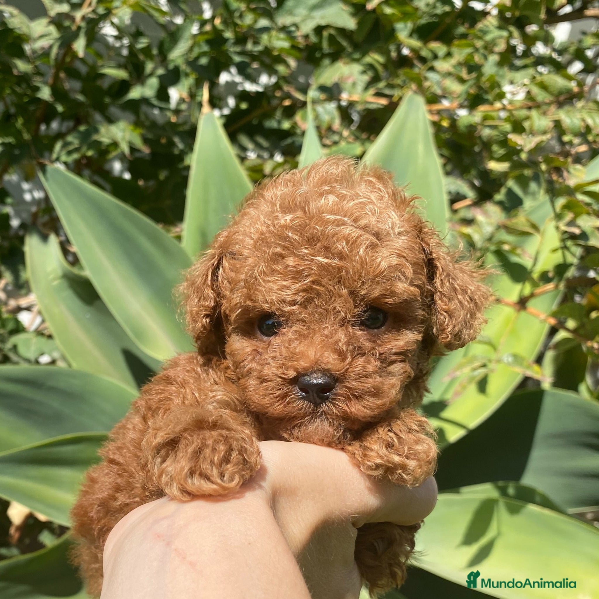 Caniche Toy perros caniche - Anuncio 2