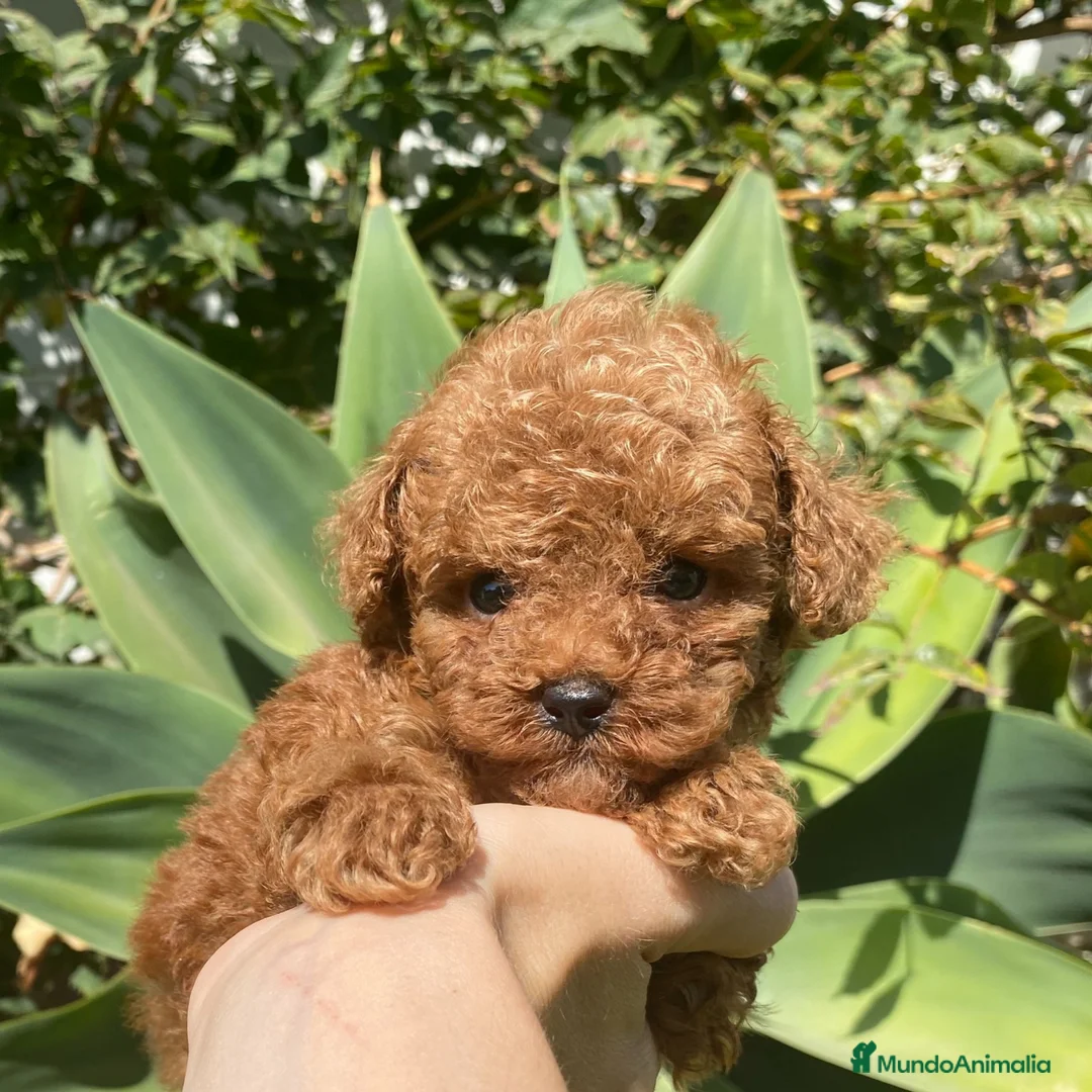 Caniche Toy perros en venta: caniche - Anuncio 1