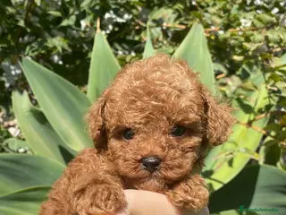 Caniche Toy perros caniche - Anuncio 2