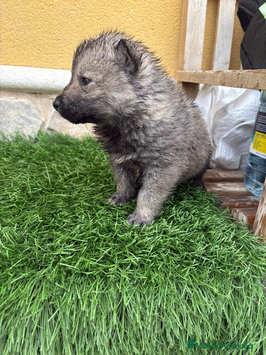 Husky Siberiano perros en venta: Husky siberiano Agouti macho - Anuncio 4