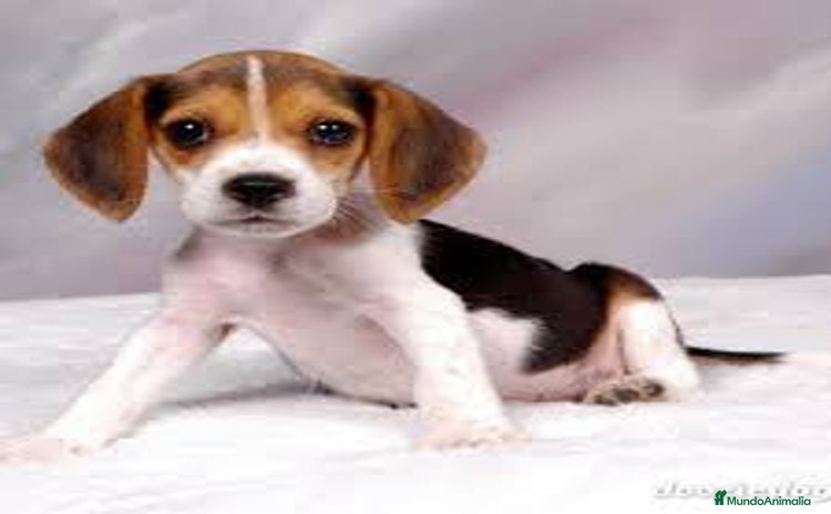 Beagle perros - Anuncio 1