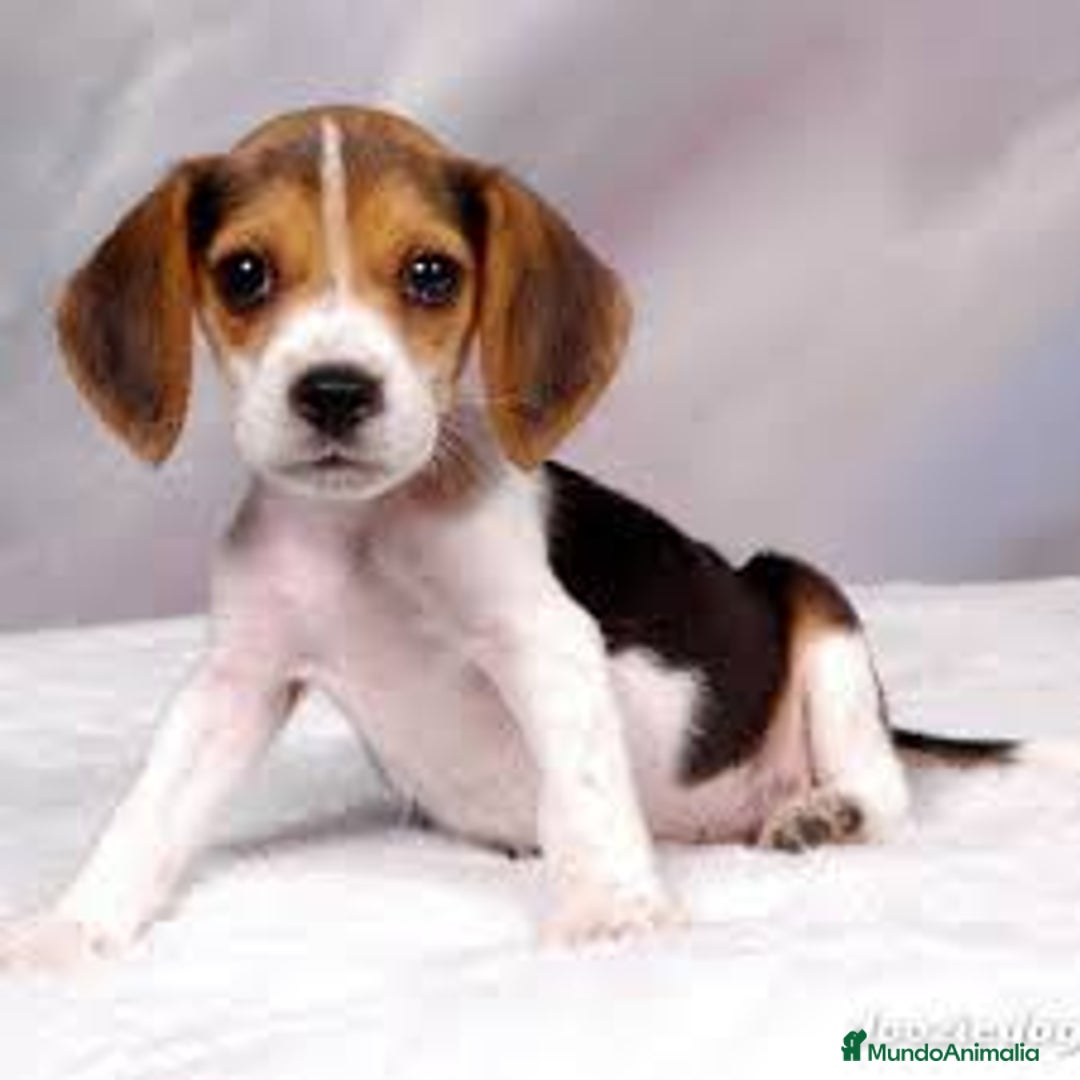 Beagle perros en venta: Tierno bebé de Beagle - Imagen 1