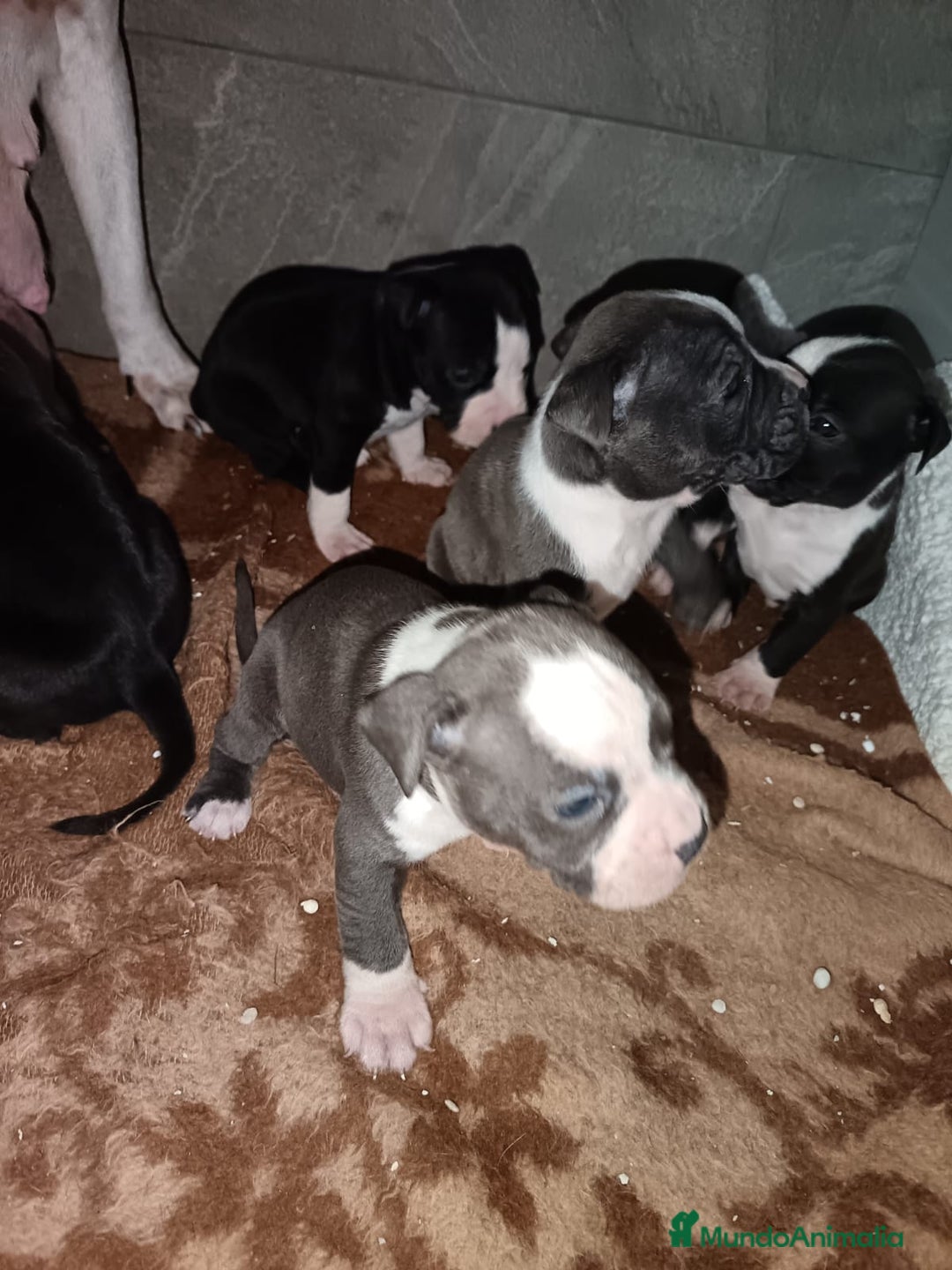 American Staffordshire-Terrier perros en venta: American estanford  - Anuncio 11