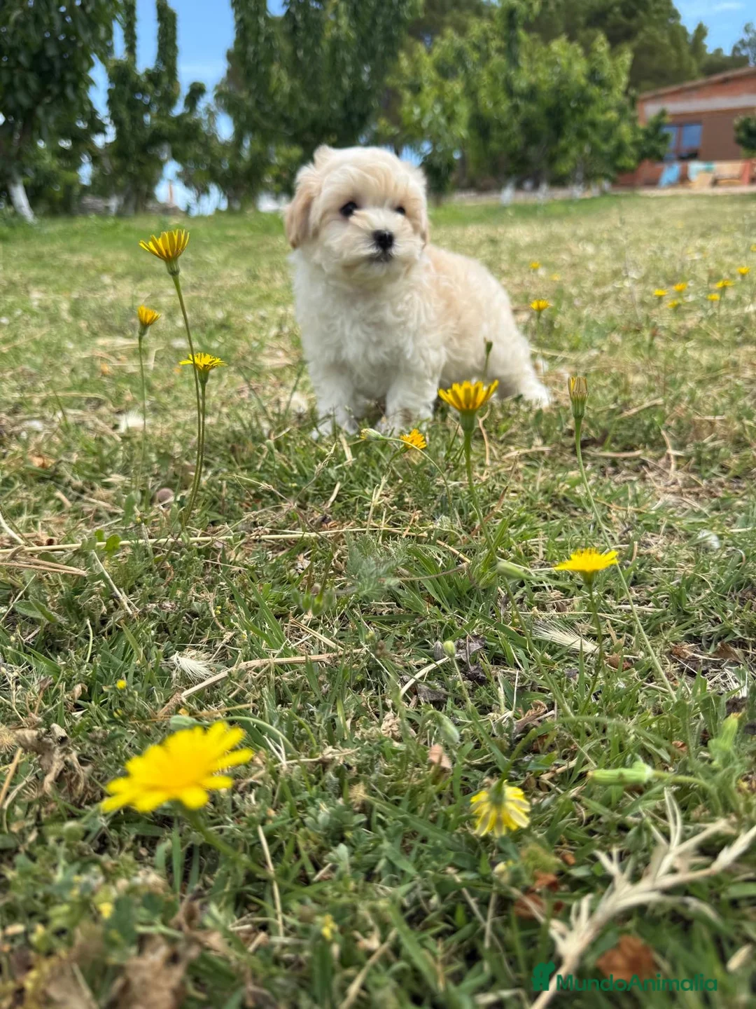 Maltipoo perros en venta: Maltipoo Macho disponible  - Anuncio 4