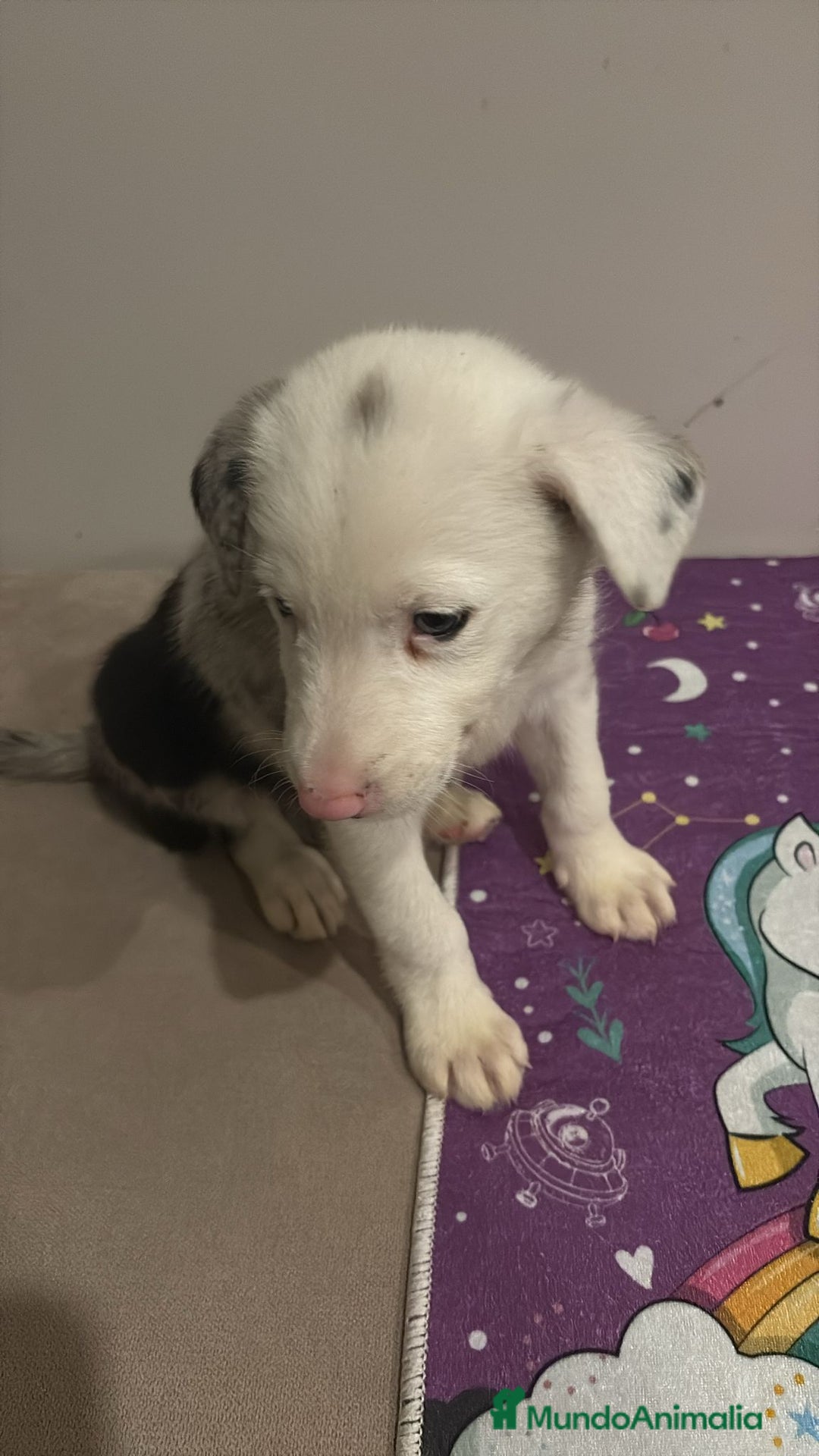 Border Collie perros en venta: Border collie  - Imagen 15