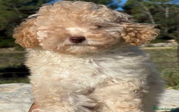 Maltipoo perros en venta: Maltipoo hembra toy  - Imagen 4