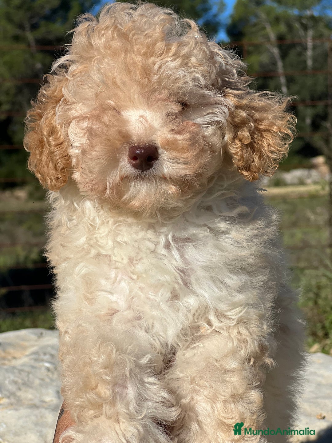 Maltipoo perros en venta: Maltipoo hembra toy  - Imagen 4