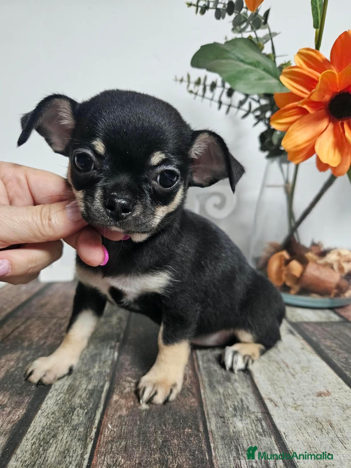 Chihuahua perros en venta: Chihuahua pelo corto - Anuncio 3