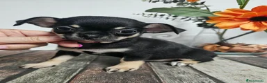 Chihuahua 1