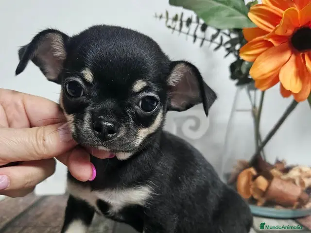 Chihuahua perros en venta: Chihuahua pelo corto - Anuncio 3