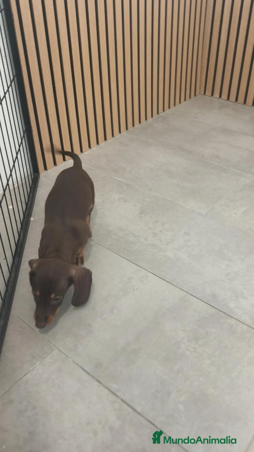 Teckel Miniatura perros en venta: Teckel Mini chocolates - Anuncio 10