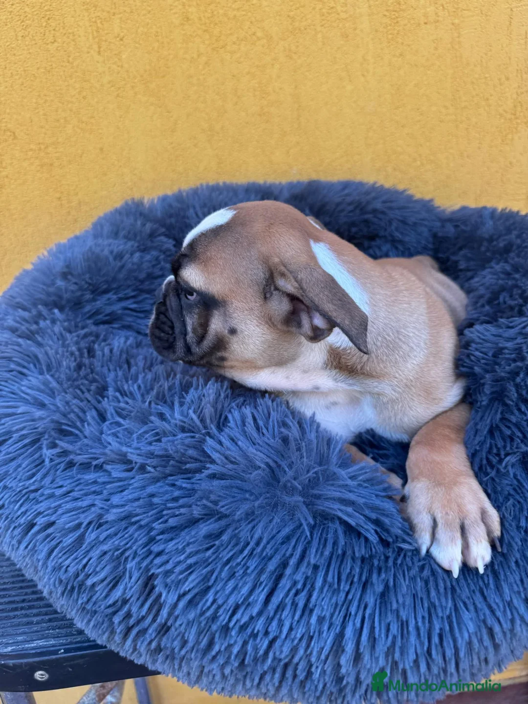 Bulldog Inglés perros en venta: Hembra bulldog ingles - Anuncio 3