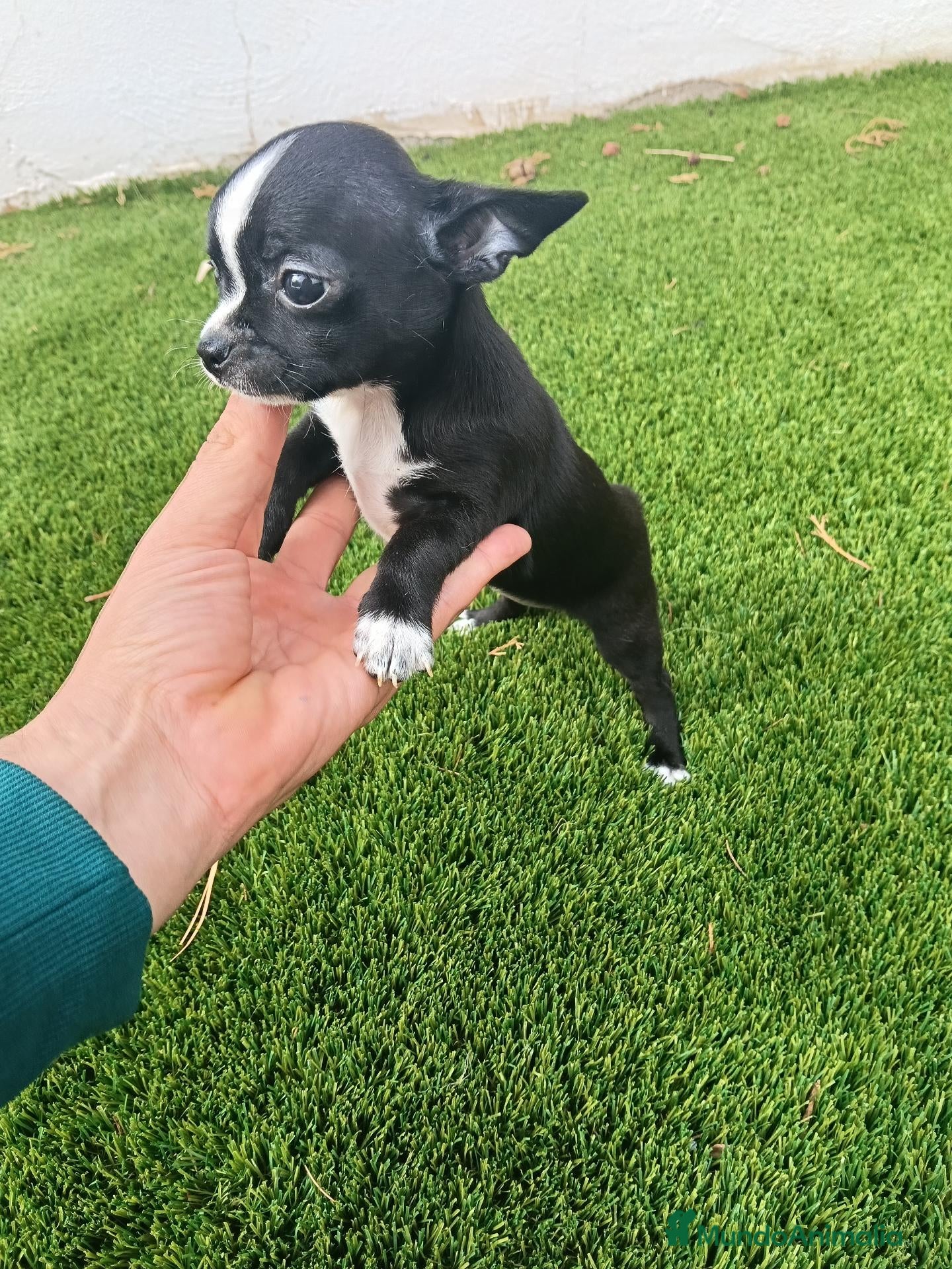 Chihuahua perros Hembrita de Chihuahua Negra - Anuncio 1