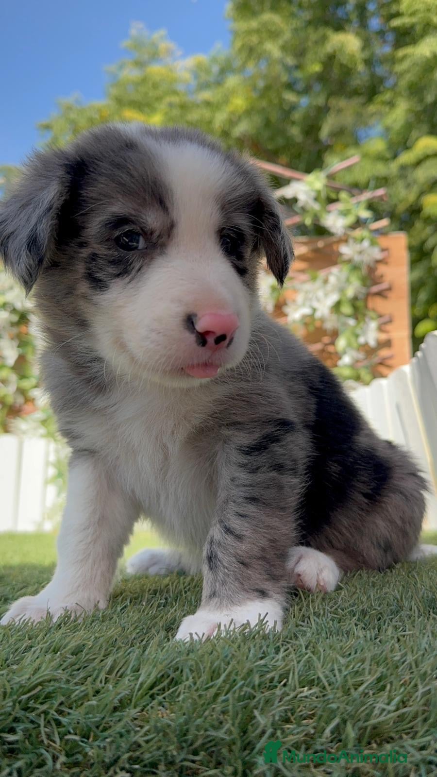 Border Collie perros BORDER COLLIE MERLE - MACHOS - Anuncio 1
