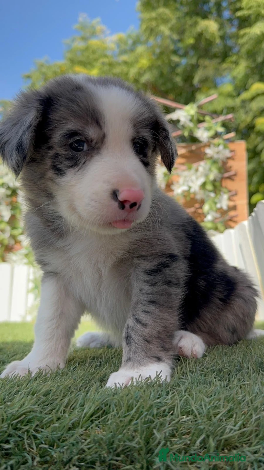 Border Collie perros en venta: BORDER COLLIE MERLE - MACHOS - Anuncio 1