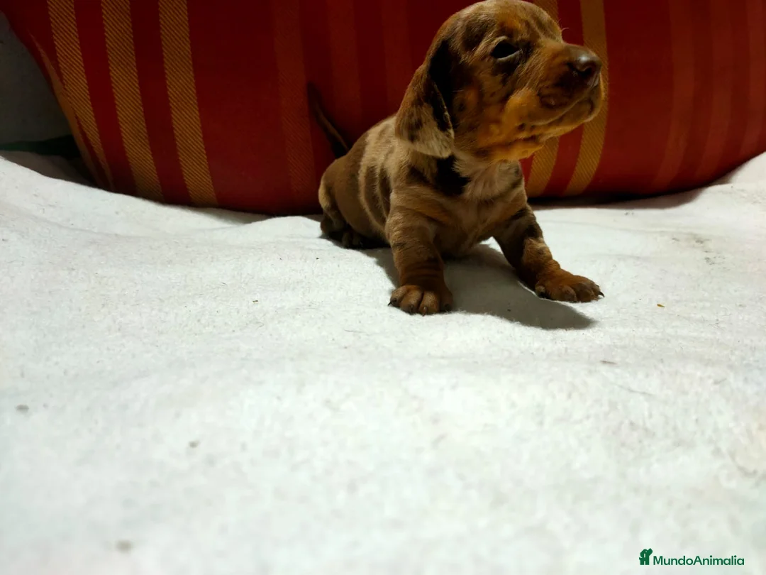 Teckel Miniatura perros en venta: Teckel Kaninchen  - Anuncio 1
