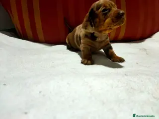 Teckel Miniatura perros Teckel Kaninchen - Anuncio 1