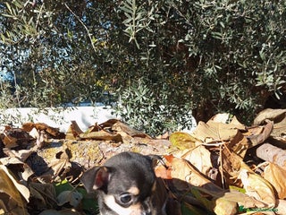 Chihuahua perros CHIHUAHUAS toy cabeza de manzana - Anuncio 1