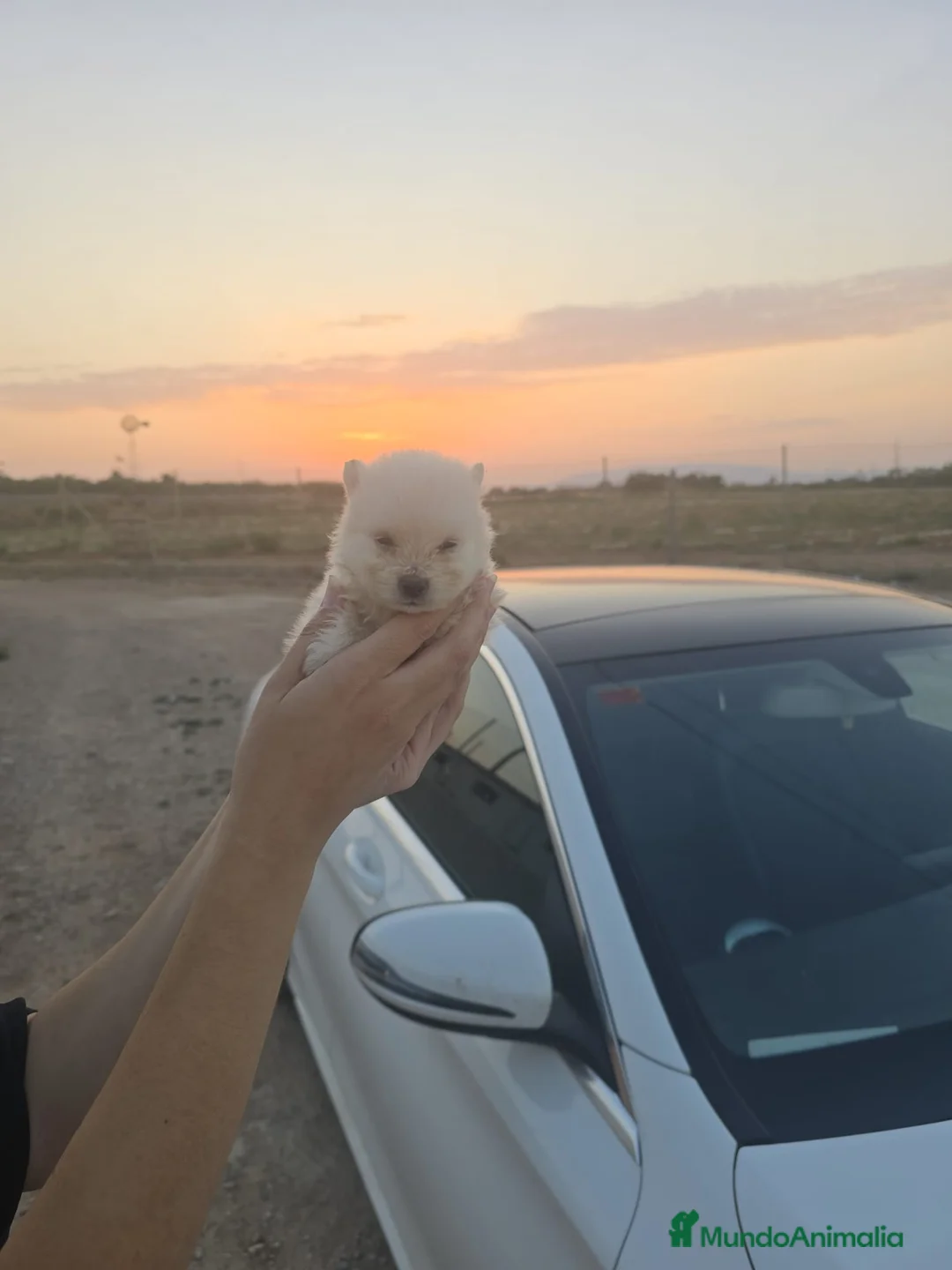Pomerania perros en venta: POMERANIA BLANCO - Anuncio 1