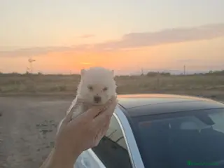 Pomerania perros POMERANIA BLANCO - Anuncio 1