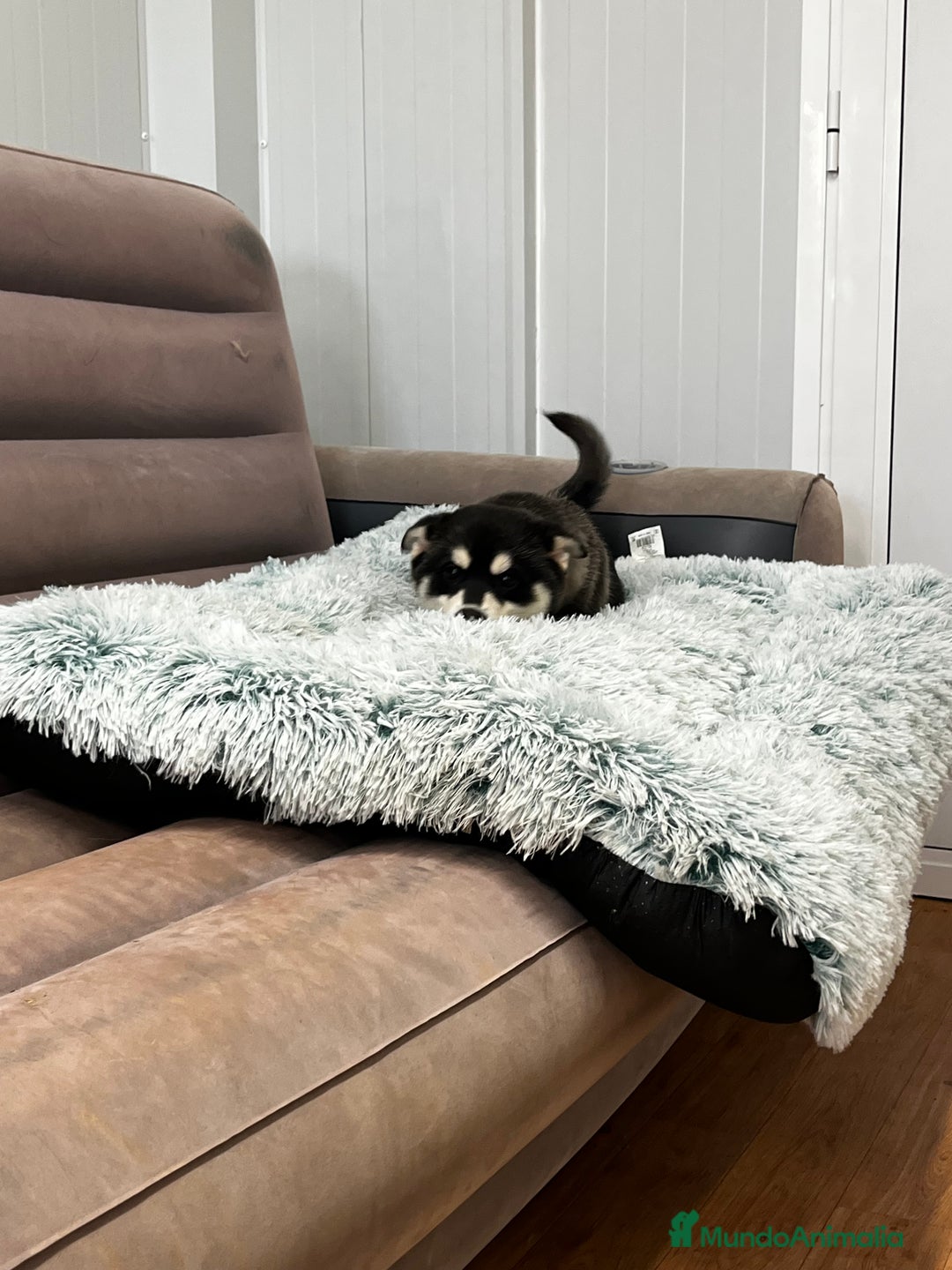 Pomsky perros en venta: Pomsky miniatura multigeneracional  - Anuncio 10