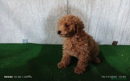 Caniche Enano perros en venta: caniche enano - Anuncio 3