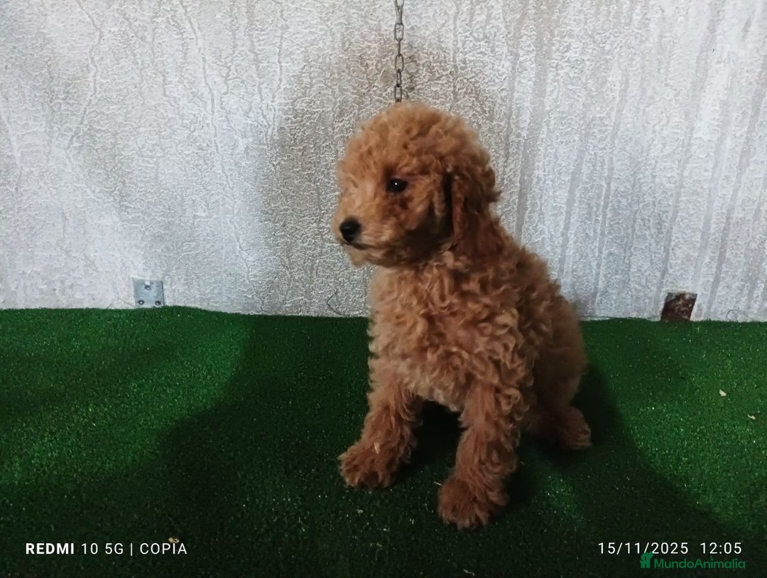 Caniche Enano perros en venta: caniche enano - Anuncio 3